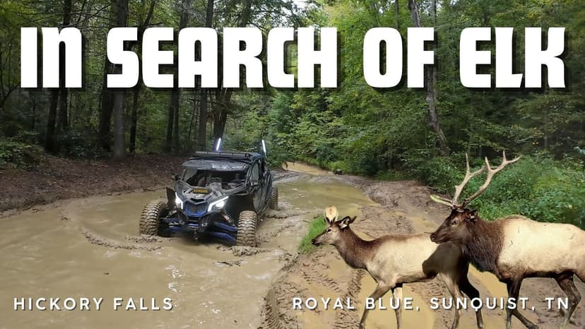 In search of Elk at Royal Blue, TN